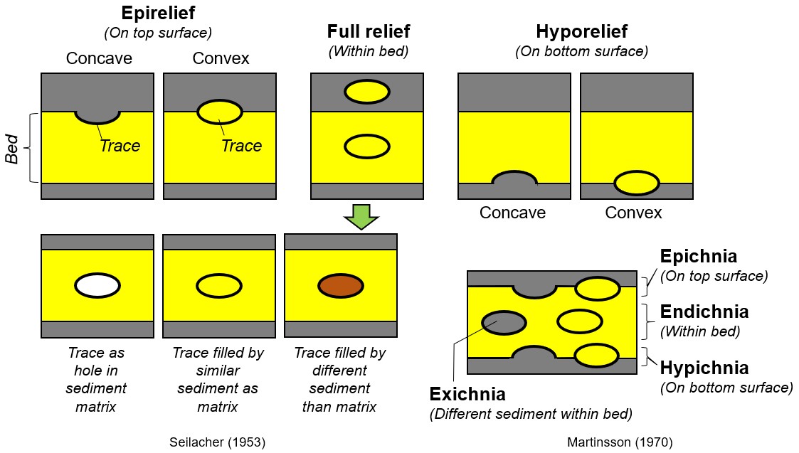 Terms used to describe a trace fossil’s position in a bed.